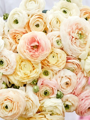 RANUNCULUS Half Clone Wedding Pastel